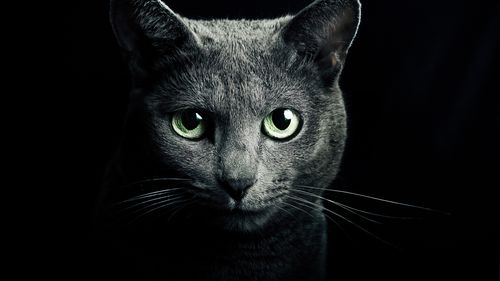 黑猫投诉屏蔽操作舆情优化